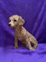 Maisy - ACA, a female Poodle - Toy  for sale in Buffalo, MO – 5 of 6