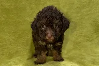 Oreo, a male Poodle - Toy  for sale in Buffalo, MO – 2 of 7