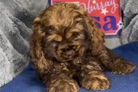 Mia, a female Cocker Spaniel for sale in Buffalo, MO – 6 of 7