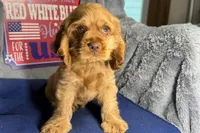 Mally, a female Cocker Spaniel for sale in Buffalo, MO – 7 of 7
