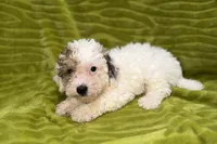 Lil Daxton, a male Poodle - Toy  for sale in Buffalo, MO – 6 of 6