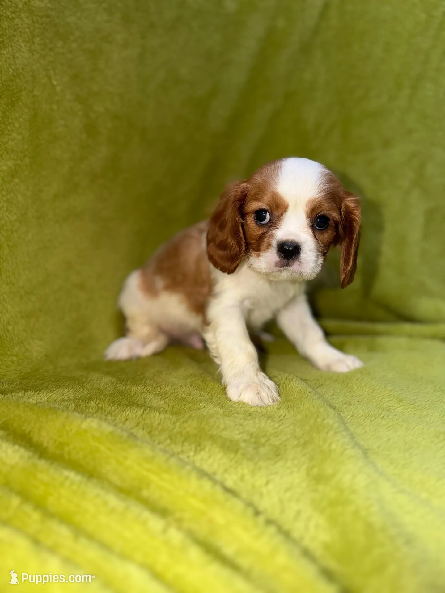 Austin, a male Cavalier King Charles Spaniel for sale in Buffalo, MO – Photo 4 of 6