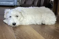 Paxton, a male Miniature Schnauzer for sale in Buffalo, MO – Photo 2 of 4