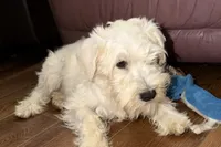 Paxton, a male Miniature Schnauzer for sale in Buffalo, MO – Photo 4 of 4