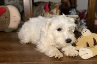 Paxton, a male Miniature Schnauzer for sale in Buffalo, MO – Photo 1 of 4