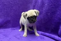 Jazzy, a female Pug for sale in Buffalo, MO – 1 of 7