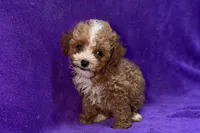 Opal, a female Poodle - Toy  for sale in Buffalo, MO – 2 of 5
