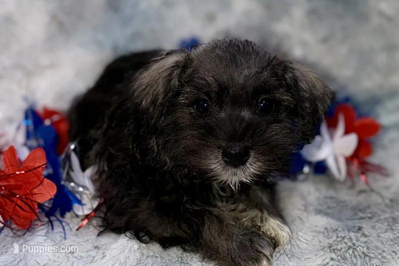 Olive - AKC – Miniature Schnauzer puppy for sale in Buffalo, MO