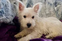 Winter, a female West Highland White Terrier for sale in Buffalo, MO – 7 of 9