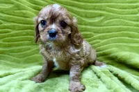 Rip, a male Cavalier King Charles Spaniel for sale in Buffalo, MO – 7 of 7