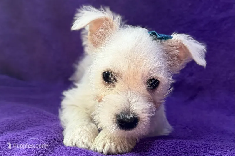 Whitley – West Highland White Terrier puppy for sale in Buffalo, MO