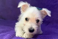Whitley, a female West Highland White Terrier for sale in Buffalo, MO – 1 of 5