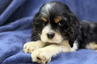 Casper, a male Cocker Spaniel for sale in Buffalo, MO – 6 of 7
