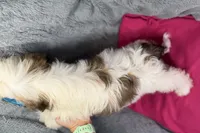 Luna, a female Lhasa Apso for sale in Buffalo, MO – 6 of 6