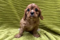 Rip, a male Cavalier King Charles Spaniel for sale in Buffalo, MO – 4 of 7