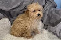 Rascal, a male Poodle - Toy  for sale in Buffalo, MO – Photo 5 of 7