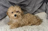 Rascal, a male Poodle - Toy  for sale in Buffalo, MO – Photo 6 of 7