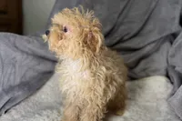 Rascal, a male Poodle - Toy  for sale in Buffalo, MO – Photo 3 of 7