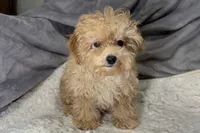 Rascal, a male Poodle - Toy  for sale in Buffalo, MO – Photo 1 of 7