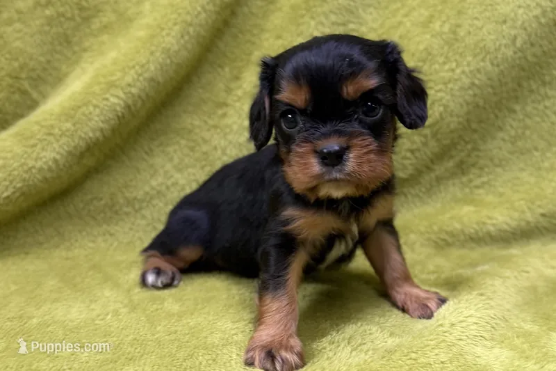 Scout – Cavalier King Charles Spaniel puppy for sale in Buffalo, MO
