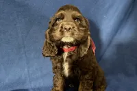 Hazel, a female Cocker Spaniel for sale in Buffalo, MO – 3 of 8