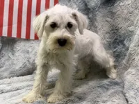 Otis- AKC, a male Miniature Schnauzer for sale in Buffalo, MO – 4 of 5
