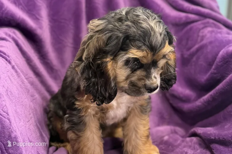 Heidi – Cocker Spaniel puppy for sale in Buffalo, MO