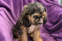 Heidi, a female Cocker Spaniel for sale in Buffalo, MO – 1 of 9