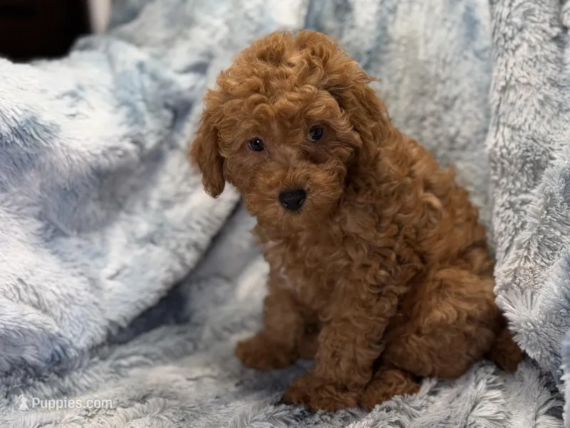 Madden – Poodle - Toy  puppy for sale in Buffalo, MO