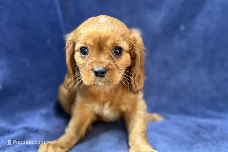 Asher – Cavalier King Charles Spaniel puppy for sale in Buffalo, MO