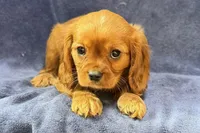Asher, a male Cavalier King Charles Spaniel for sale in Buffalo, MO – Photo 3 of 5