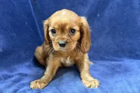 Asher, a male Cavalier King Charles Spaniel for sale in Buffalo, MO – Photo 5 of 5