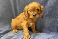 Asher, a male Cavalier King Charles Spaniel for sale in Buffalo, MO – Photo 4 of 5
