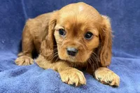 Asher, a male Cavalier King Charles Spaniel for sale in Buffalo, MO – Photo 2 of 5