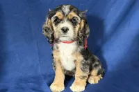 Heidi, a female Cocker Spaniel for sale in Buffalo, MO – 4 of 7