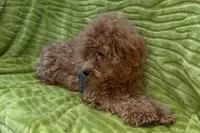 Maggie, a female Poodle - Toy  for sale in Buffalo, MO – 2 of 9