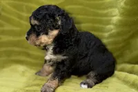 Sam, a male Poodle - Toy  for sale in Buffalo, MO – 5 of 6