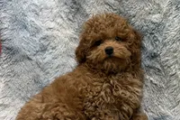 Bandit, a male Poodle - Toy  for sale in Buffalo, MO – 2 of 7