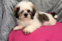 Lolly, a female Lhasa Apso for sale in Buffalo, MO – 7 of 8