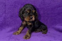 Stella, a female Cocker Spaniel for sale in Buffalo, MO – Photo 4 of 5