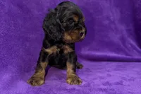 Stella, a female Cocker Spaniel for sale in Buffalo, MO – Photo 3 of 5