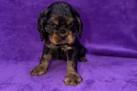 Stella, a female Cocker Spaniel for sale in Buffalo, MO – Photo 2 of 5