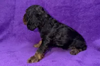 Stella, a female Cocker Spaniel for sale in Buffalo, MO – Photo 5 of 5