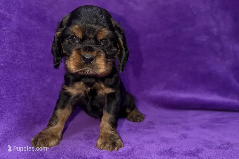 Stella – Cocker Spaniel puppy for sale in Buffalo, MO