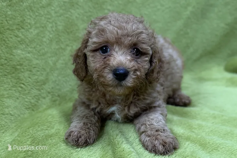 Outlaw – Poodle - Toy  puppy for sale in Buffalo, MO