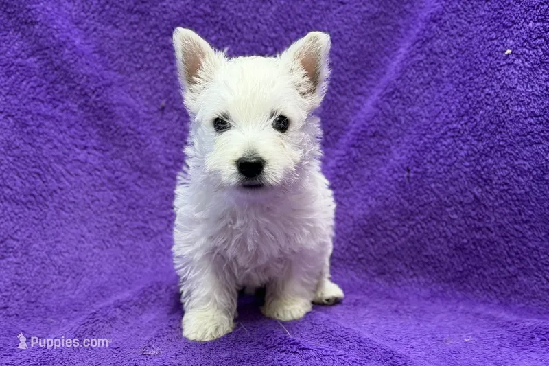 Laney – West Highland White Terrier puppy for sale in Buffalo, MO