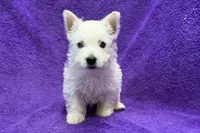 Laney, a female West Highland White Terrier for sale in Buffalo, MO – 1 of 6