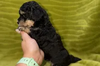 Sam, a male Poodle - Toy  for sale in Buffalo, MO – 4 of 6