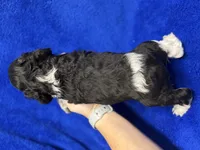 Chester, a male Cocker Spaniel for sale in Buffalo, MO – Photo 6 of 7