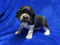 Chester, a male Cocker Spaniel for sale in Buffalo, MO – Photo 7 of 7